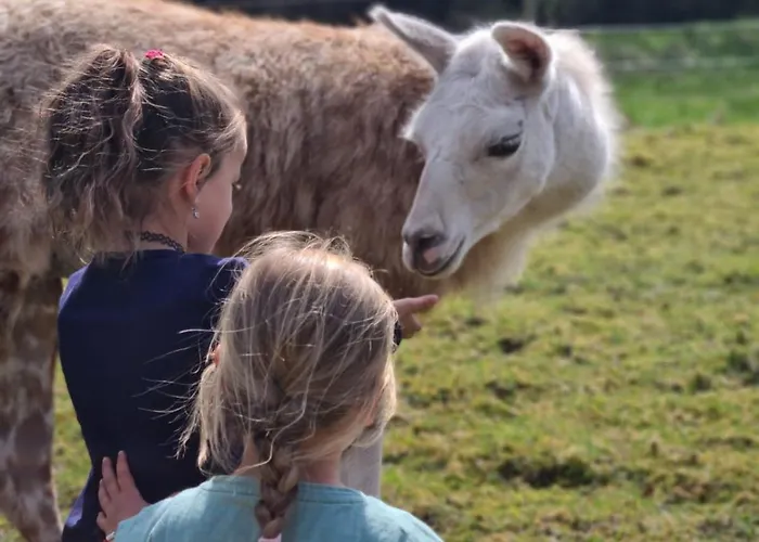 住宿加早餐酒店 Allerhand Gaestezimmer *