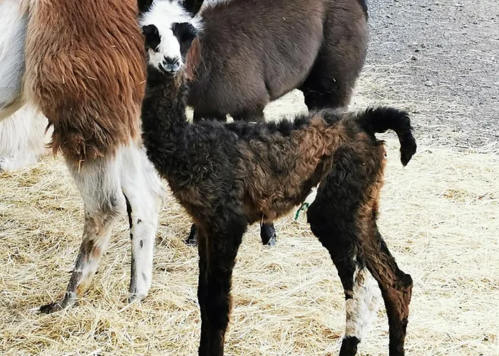 住宿加早餐酒店 Allerhand Gaestezimmer